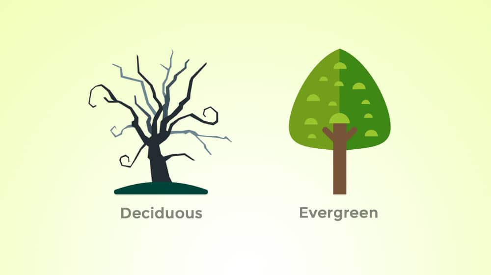 Evergreen illustration of a tree