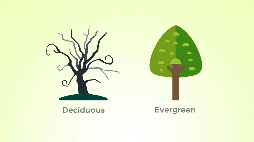 Deciduous vs Evergreen
