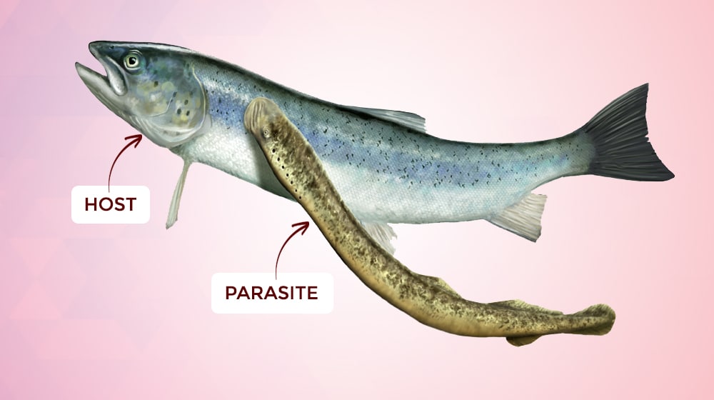 Host vs Parasite